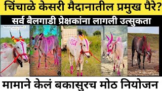 Bailgada Sharyat Liveकण हईल 1,100 00 च मनकर? ,P3 Live,Stc Live