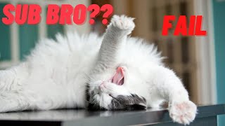 Try Not To Laugh Animals - Funny Dogs And Cats Video 2020