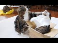 箱を巡る争いに敗れたねこ。-Maru lost the fight over the box.-