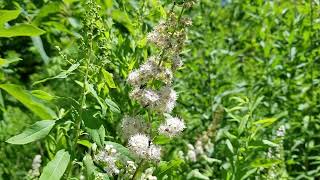 Meet Meadowsweet: A Super Gorgeous Native Shrub