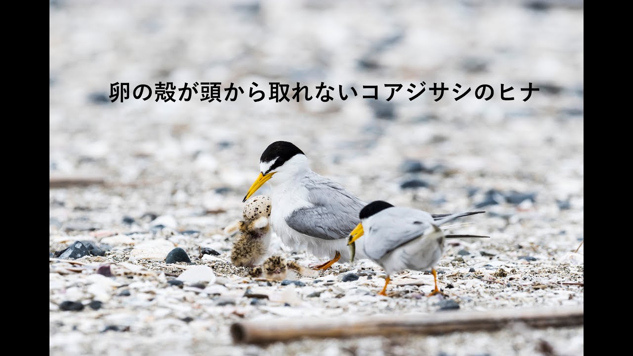 卵の殻が頭から取れない孵化直後のコアジサシのヒナ Youtube
