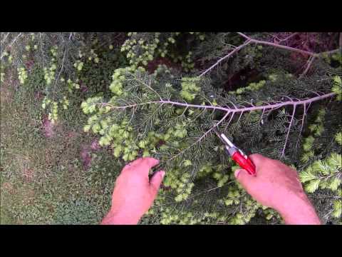 ვიდეო: გამწვანება ჰემლოკებით - როგორ დავრგოთ ჰემლოკის ხე