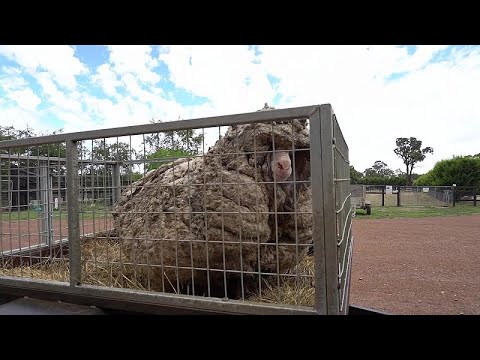 شاهد: خروف في أستراليا ارتاح  من 35 كيلوغراماً من الصوف