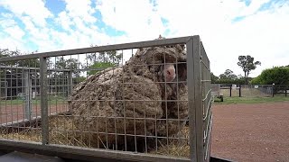 شاهد: خروف في أستراليا ارتاح  من 35 كيلوغراماً من الصوف