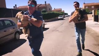 Liberación de dos perritos apaleados. RESCATE DE PELICULA by Personal 15,406 views 4 years ago 8 minutes, 45 seconds