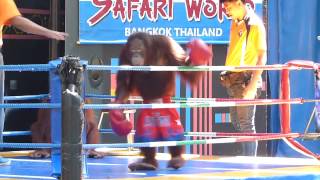 MONKEY KICKBOXING & FUNNY SHOW, BANGKOK, THAILAND. TRAVEL...