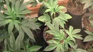 Medical Cannabis - MediGrow Update - pt 2