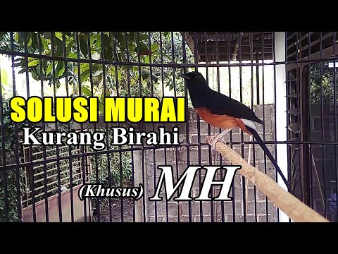 Murai batu kurang birahi coba cara ini!! Lakukan selama 3 minggu