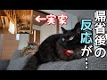 実家から帰宅した時の猫たちの反応が想定外すぎたww