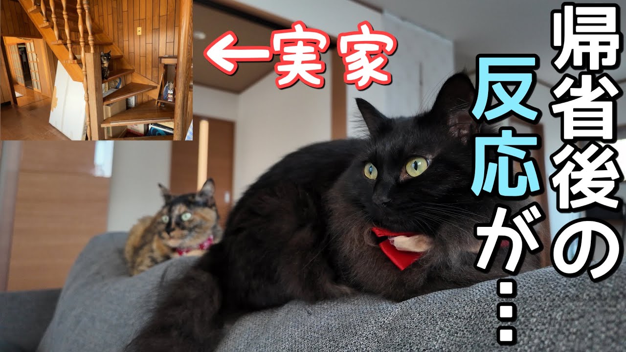 実家から帰宅した時の猫たちの反応が想定外すぎたww