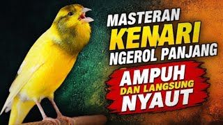 KENARI GACOR Panjang Rol Rapat EMOSI, AMPUH utk PANCINGAN KENARI paud belajar bunyi, TERAPI KENARI 