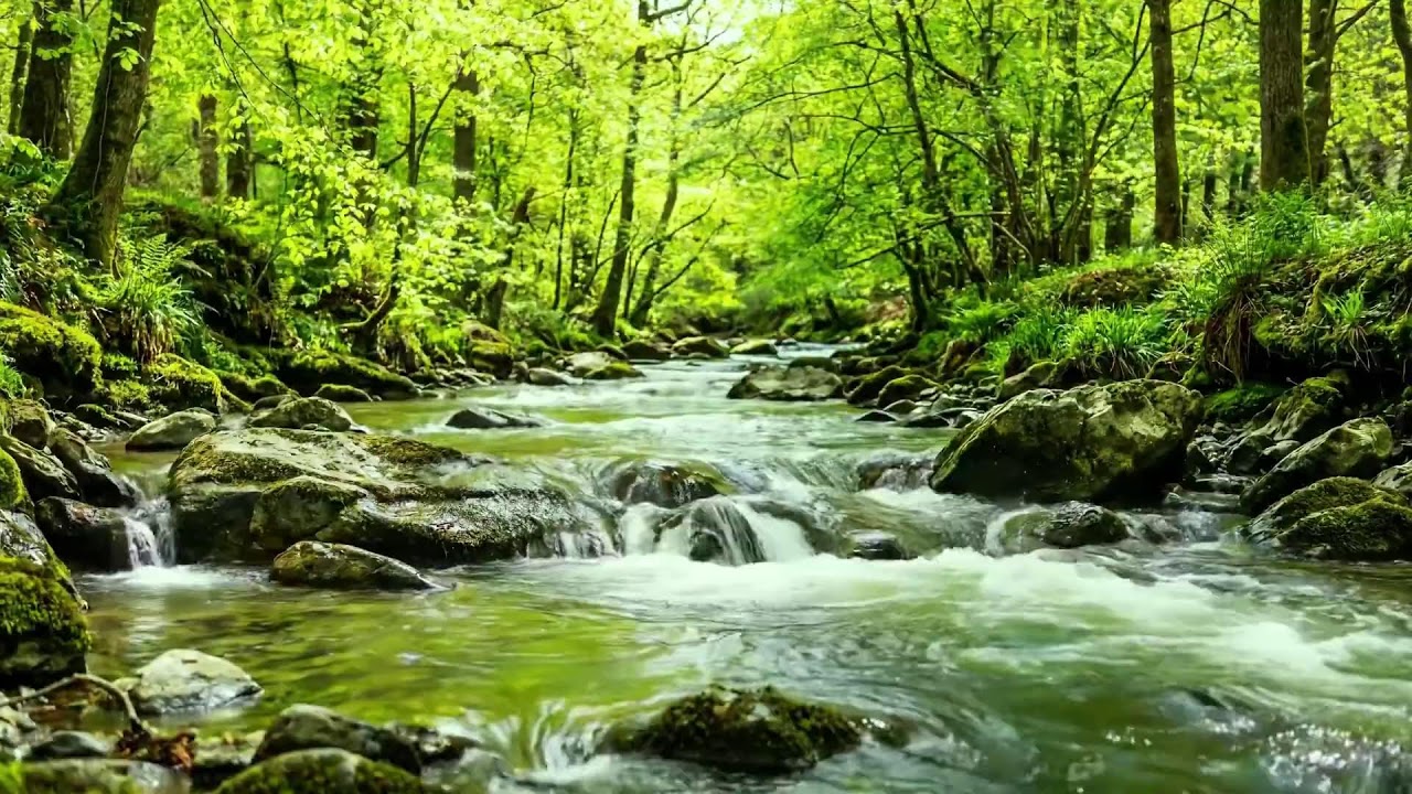 Gentle Forest Stream and Birds Singing, Nature Ambience for Relaxation, Study, and Deep Sleep