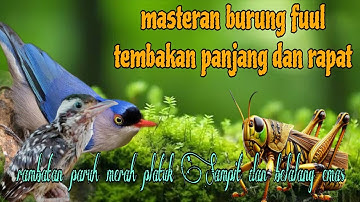 Fuuul tembakan panjang dan rapat 🔥 rambatan paruh merah platuk Sampit dan belalang 