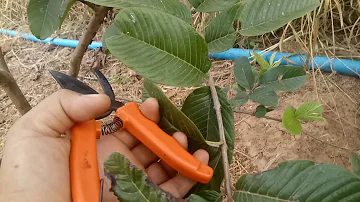Qual a época da poda da goiabeira?