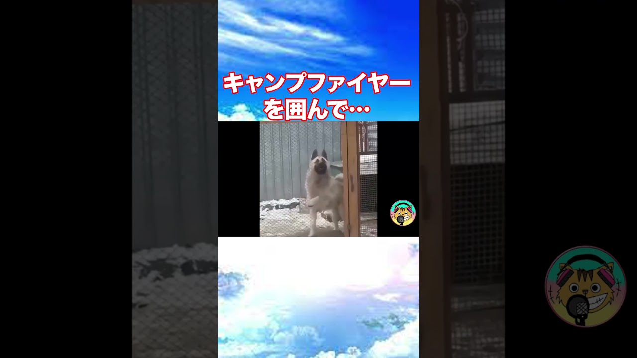 爆笑 動物おもしろアフレコあり得ないことをする犬 猫 おもしろ犬 猫 ハプニング集７ ２ Shorts Youtubeで見つけた 面白 アフレコ動画 まとめ