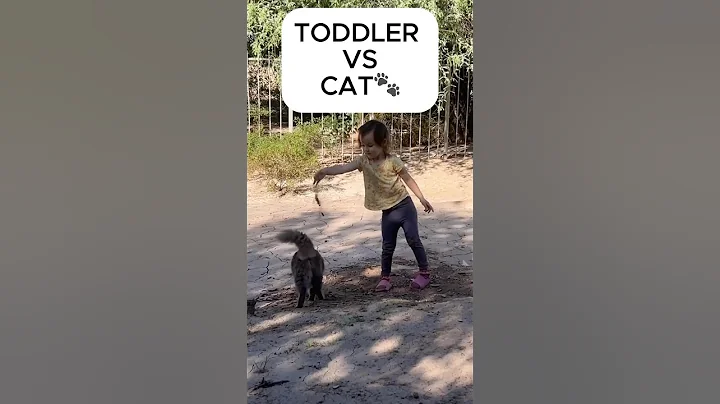 Video 11561681: cat bath, cat outdoor