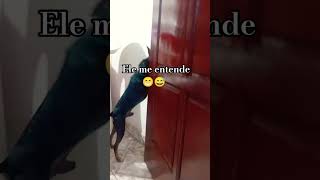 cachorro  descobre que o dono sabe falar🙃 #trending #foryou #pets #incrível #ytshorts #humor #yt #yo
