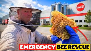 Massive Bee Relocation at Coca-Cola Factory!