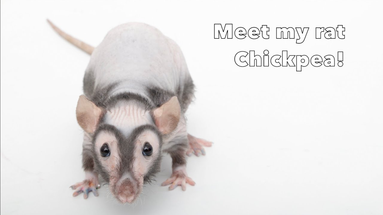 Познакомьтесь с моей домашней крысой по кличке Нут – Крысиная Хайлайт!