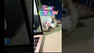 SMILE, CCTV (Cat Constantly Tracking Vision) is watching you #cat #foryou #funny #shortsfeed #shorts