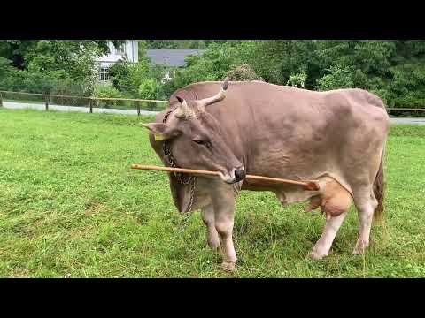 La vaca Veronika utiliza herramientas para rascarse y asombra a los científicos