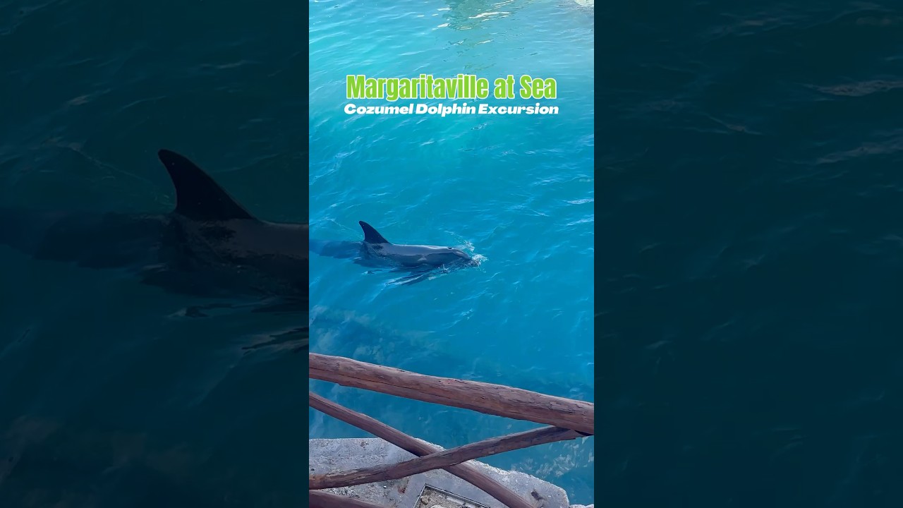 Cruise Excursions in Cozumel, Mexico | Dolphin Swim 🐬