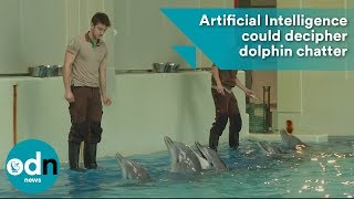 Artificial Intelligence Could Decipher Dolphin Chatter