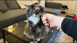 My cat learned to shake my hand