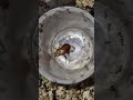Ant vs Ant — Epic Battle of Survival  #ytshorts  #shorts #insects #indonesia #antattack #antcolony