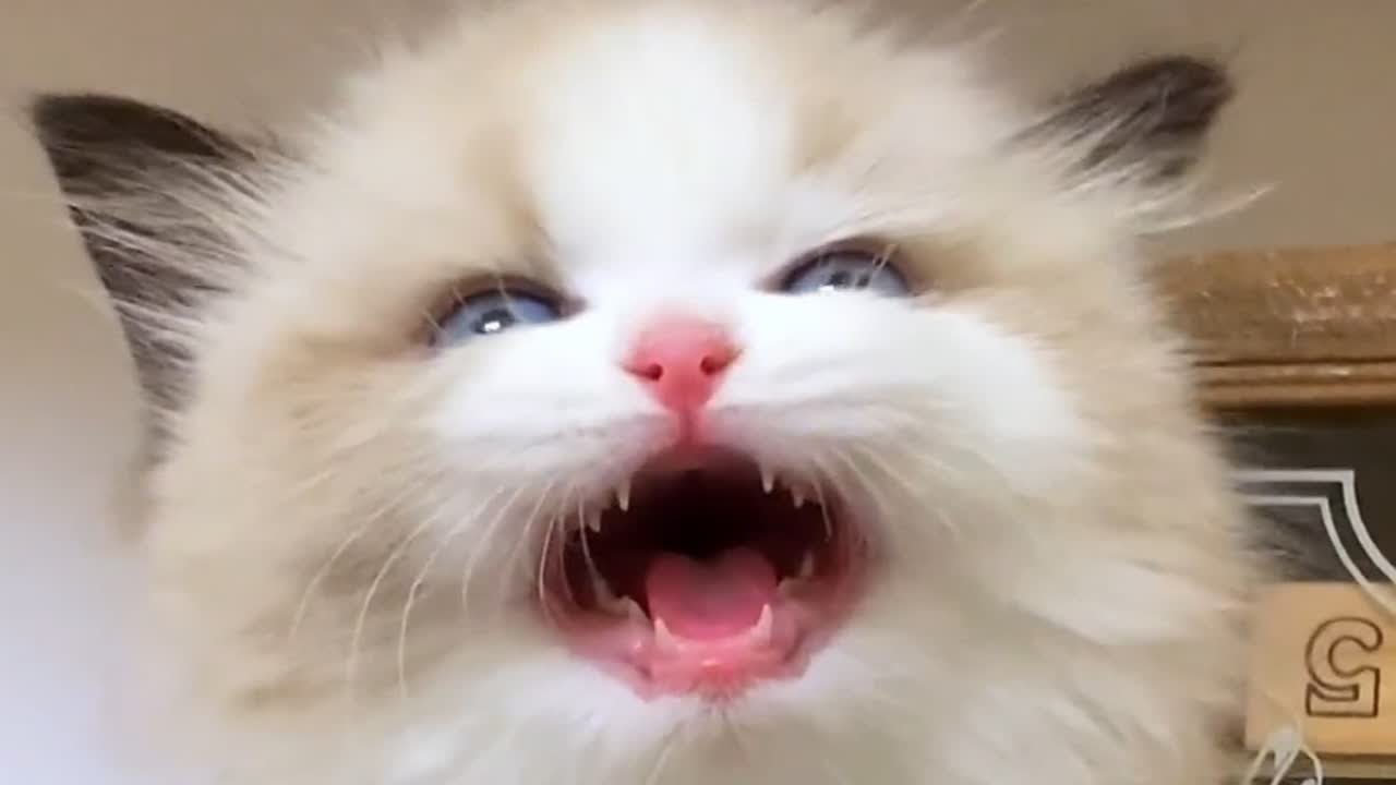 人猫相互驯化的道路上，最终会是人类笑到最后的吧？ - YouTube