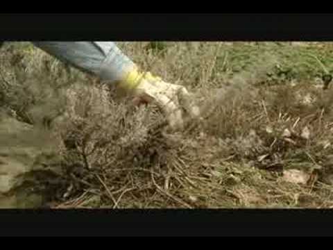 Pruning Lavender