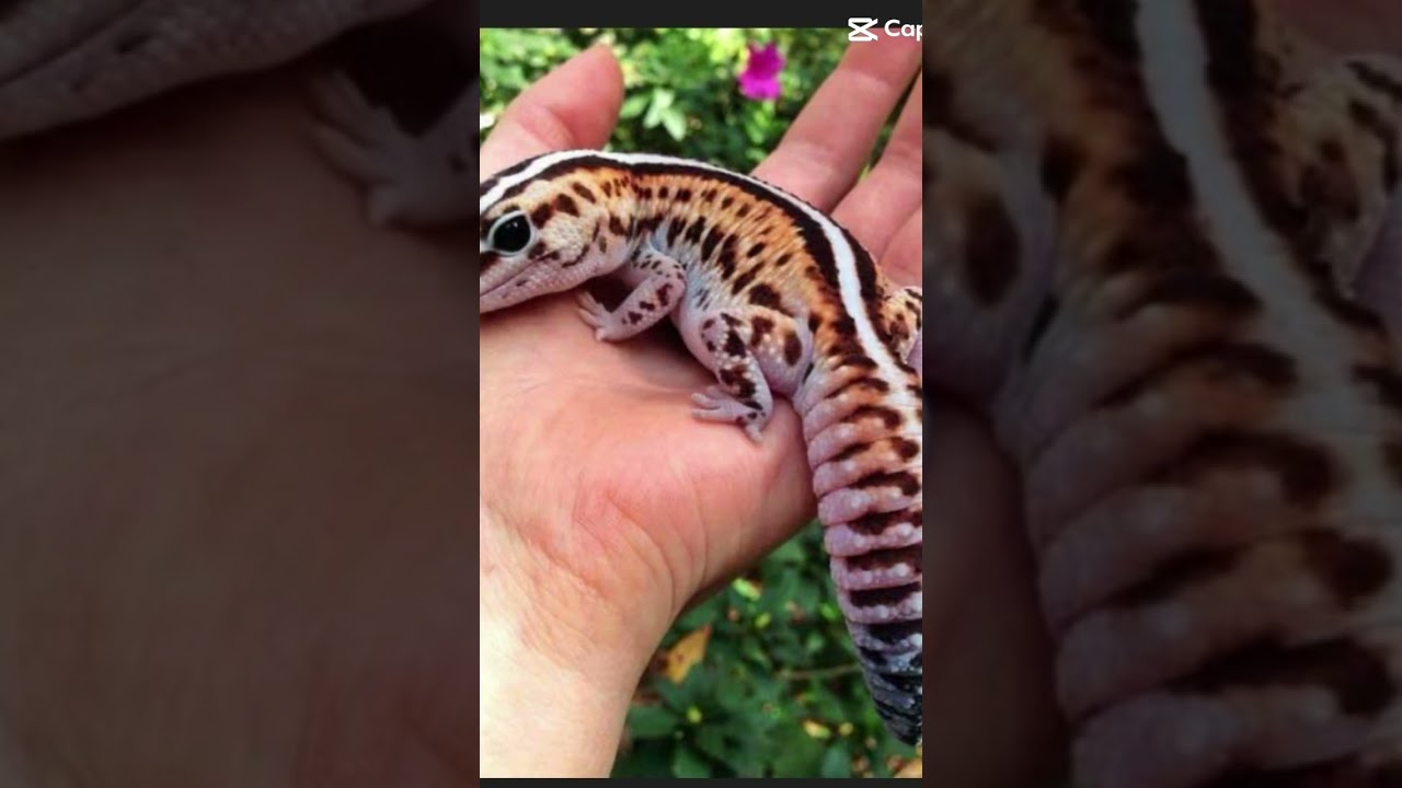 Top 5 beginner reptiles