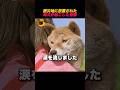 ㊗️300万再生‼️被災地に放置された母犬が起こした奇跡😢