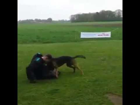 KNPV Stud Dog 2015Billy BRN 23677