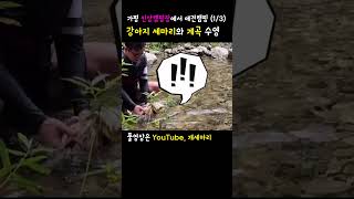 #가평 #신상 #캠핑장 #애견동반캠핑장 #애견동반캠핑 다녀왔어요 #계곡 #수영 #강아지수영 #여름캠핑