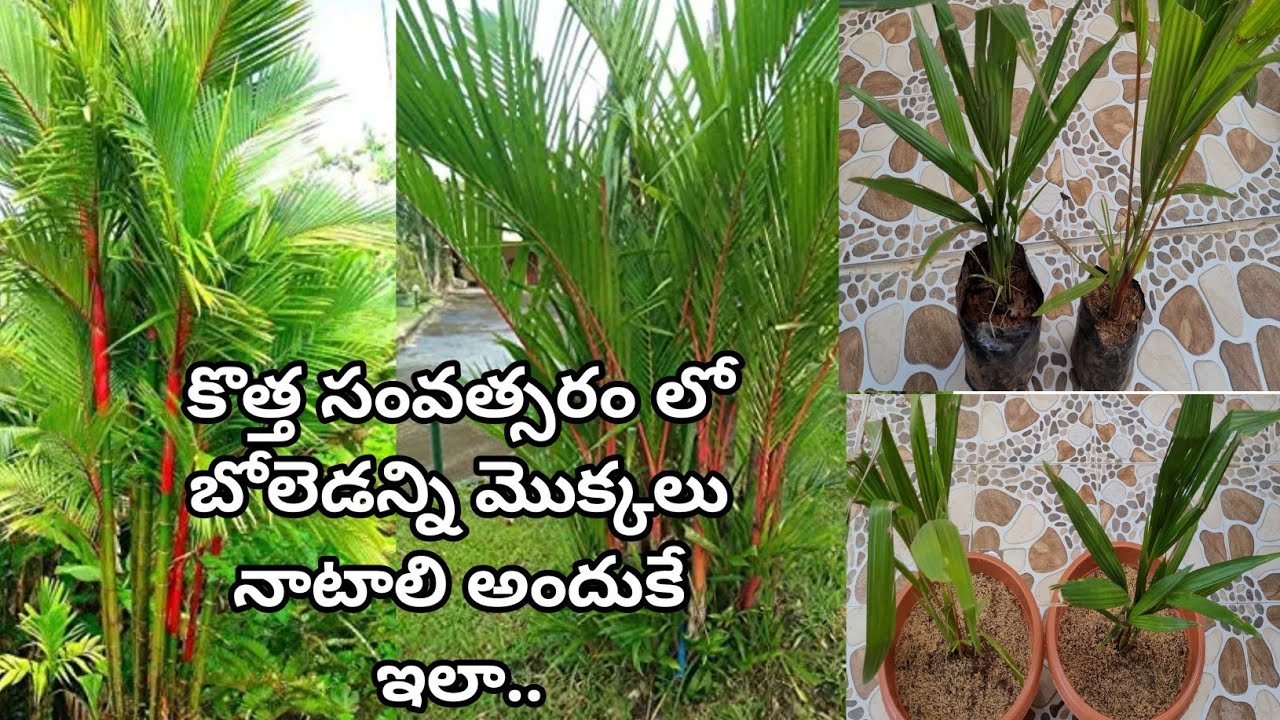 How to grow & care Ravenala Madagascariensis / Traveller Palm  ट्रैवलर पाम  को लगाना और उसकी देखभाल 