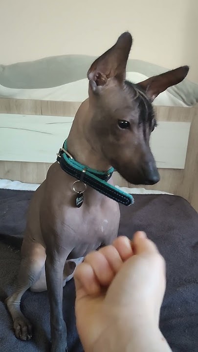 Ксоло учит команду фу #dog #puppy #собака #ксолоитцкуинтли # ...