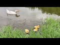 Reese Creek Peking Ducks and Chicks