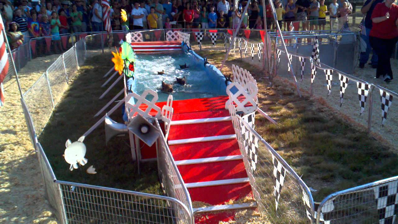 Pig racing YouTube