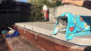 Slow motion squirrel jump
