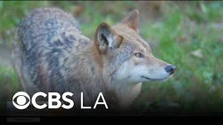 Coyote attacks 3-year-old child in Los Angeles County