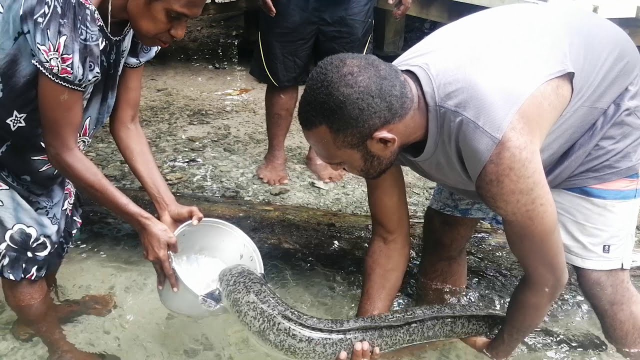 EEL Fish New Ireland Province PNG YouTube