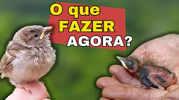 O que fazer quando encontrar um passarinho filhote?