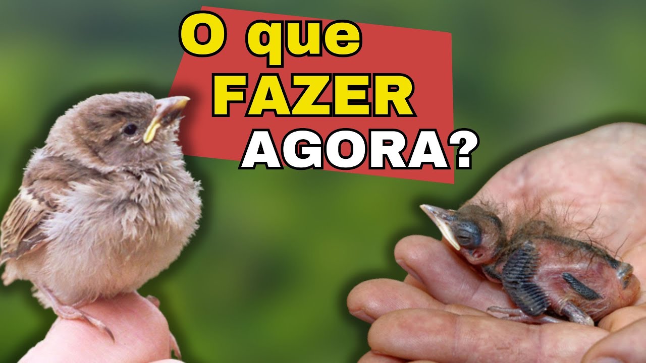 APRENDA já: ACHEI um FILHOTE DE PASSARINHO que caiu do NINHO, O QUE ...