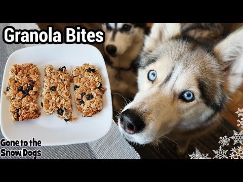 How to Make Granola Bars for Dogs | DIY Dog Treats 123