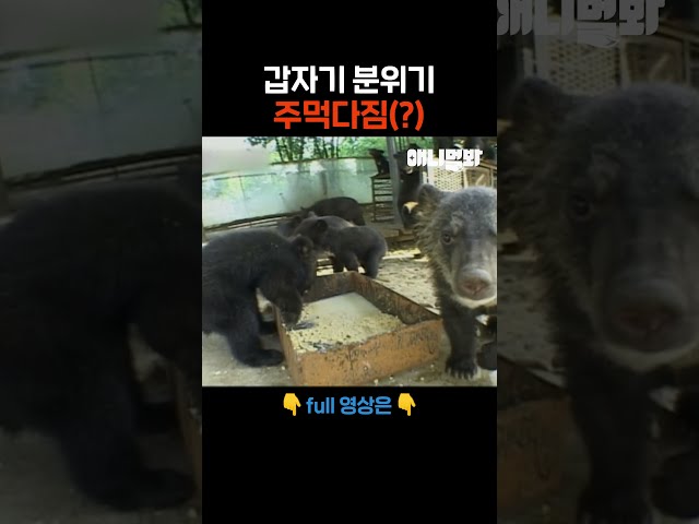 밥 먹다 말고 찰진 한 방???? #애니멀봐 #shorts