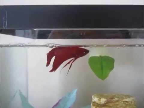 swim bladder in fish and how to cure 
