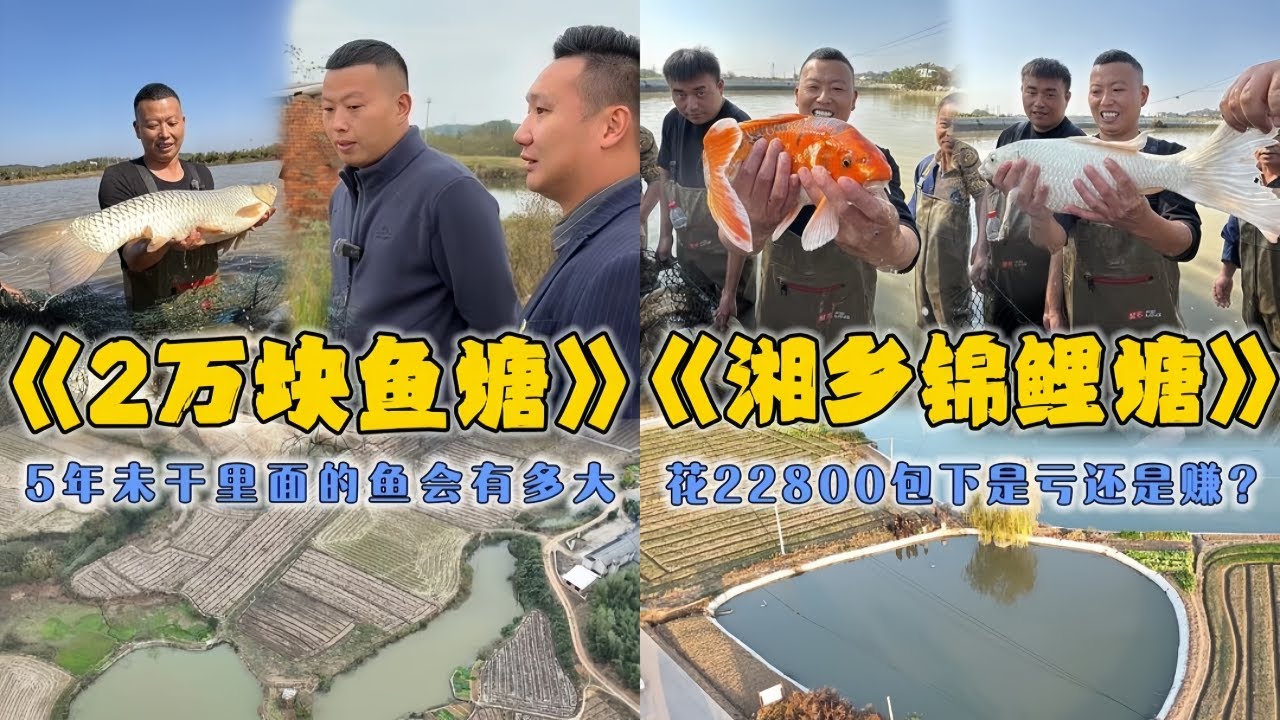 小飞哥花2万包下5未干的鱼塘，究竟能抓到多大的鱼？｜花2 28万包下口锦鲤鱼塘，看看是亏还是赚？