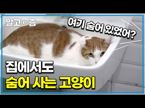 &amp;quot;숨어 사는 고양이 왜 그러는 거죠?&amp;quot; 집에 살지만 찾아볼 수 없는 반려묘의 숨바꼭질｜고양이를 부탁해｜알고e즘