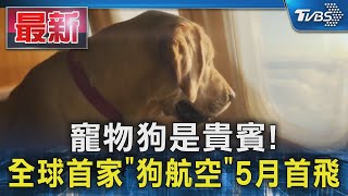 寵物狗是貴賓! 全球首家「狗航空」5月首飛｜TVBS新聞 @TVBSNEWS01